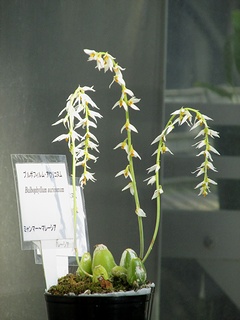Bulbophyllum_auricomum05.jpg
