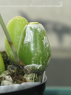 Bulbophyllum_auricomum06.jpg