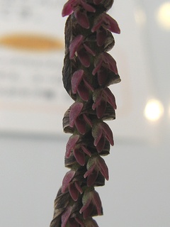Bulbophyllum_bequaertii01.jpg