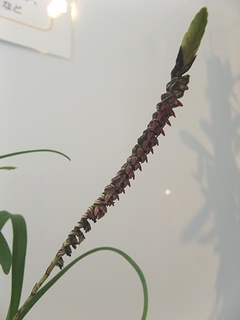 Bulbophyllum_bequaertii02.jpg