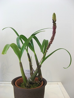 Bulbophyllum_bequaertii03.jpg