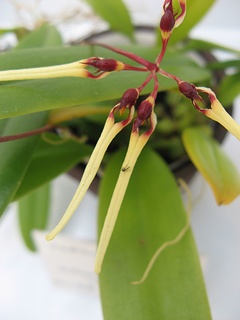 Bulbophyllum_brienianum_pasohense01.jpg