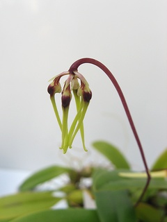Bulbophyllum_brienianum_pasohense02.jpg
