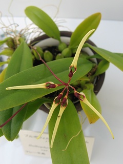 Bulbophyllum_brienianum_pasohense03.jpg