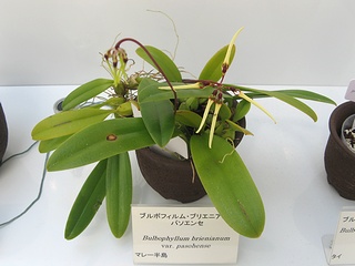 Bulbophyllum_brienianum_pasohense04.jpg