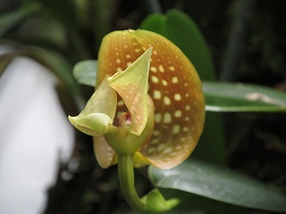 Bulbophyllum_burfordiense01.jpg
