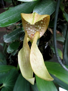 Bulbophyllum_burfordiense02.jpg