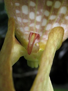 Bulbophyllum_burfordiense03.jpg