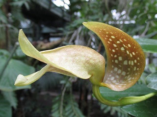 Bulbophyllum_burfordiense04.jpg