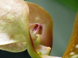 Bulbophyllum_burfordiense05.jpg