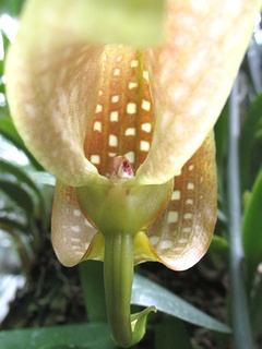 Bulbophyllum_burfordiense06.jpg