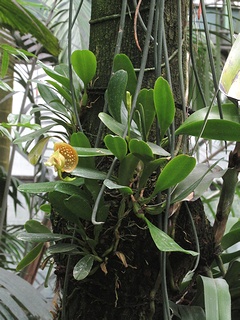 Bulbophyllum_burfordiense07.jpg