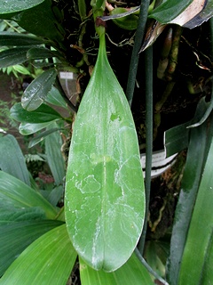Bulbophyllum_burfordiense08.jpg