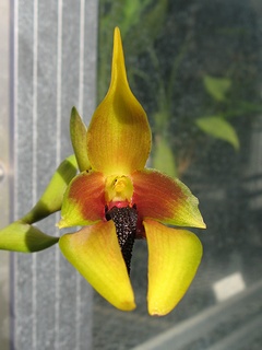 Bulbophyllum_carunculatum01.jpg