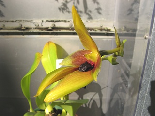 Bulbophyllum_carunculatum02.jpg