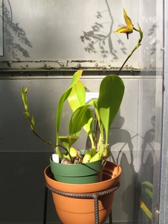 Bulbophyllum_carunculatum03.jpg