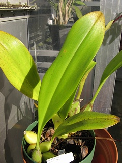 Bulbophyllum_carunculatum04.jpg
