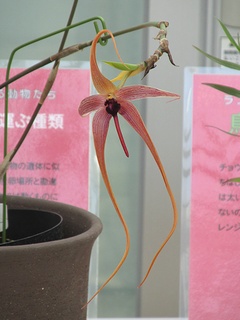 Bulbophyllum_echinolabium01.jpg
