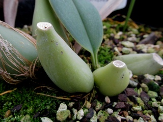 Bulbophyllum_echinolabium04.jpg