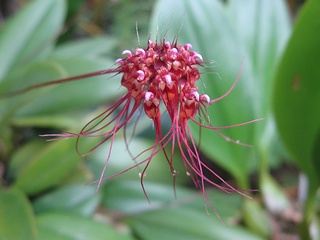 Bulbophyllum_gracillimum1.jpg