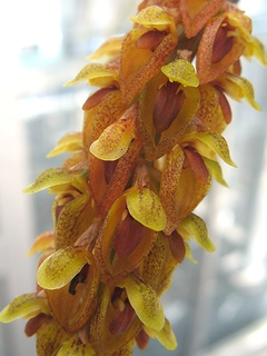 Bulbophyllum_intricatum01.jpg