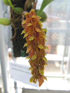 Bulbophyllum_intricatum02.jpg