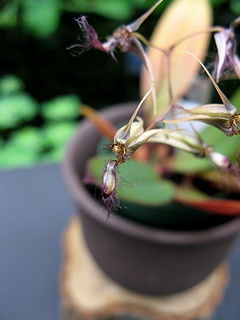 Bulbophyllum_jolandae01.jpg
