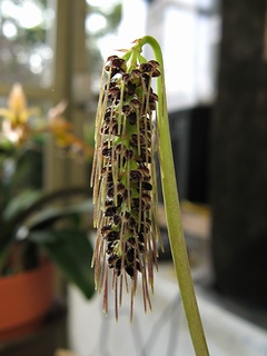 Bulbophyllum_lemniscatoides01.jpg