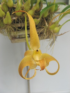 Bulbophyllum_lobbii01.jpg