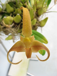 Bulbophyllum_lobbii02.jpg