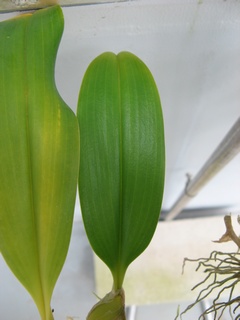 Bulbophyllum_lobbii05.jpg