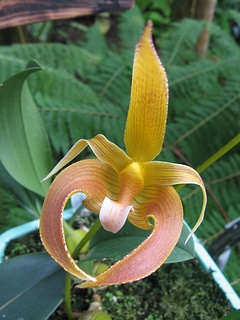 Bulbophyllum_lobbii06.jpg