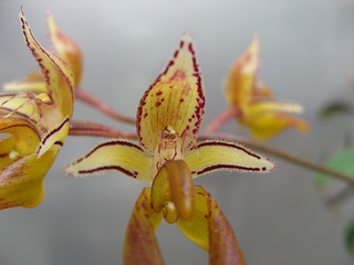 Bulbophyllum_longibrachiatum01.jpg