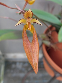 Bulbophyllum_longibrachiatum02.jpg