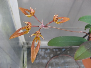 Bulbophyllum_longibrachiatum03.jpg