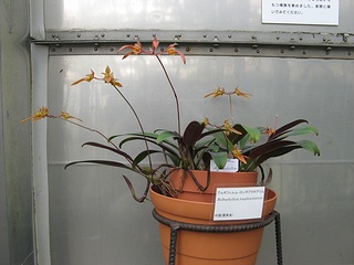 Bulbophyllum_longibrachiatum04.jpg