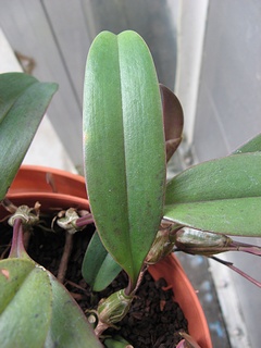 Bulbophyllum_longibrachiatum05.jpg