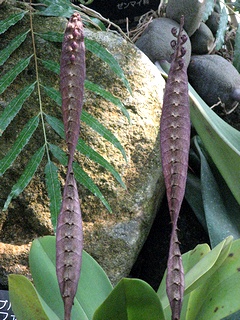 Bulbophyllum_maximum01.jpg