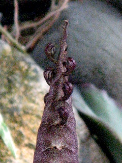 Bulbophyllum_maximum02.jpg