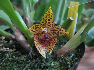 Bulbophyllum_membranifolium01.jpg