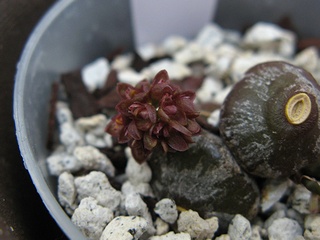 Bulbophyllum_muscarirubrum01.jpg