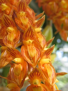 Bulbophyllum_orientale01.jpg