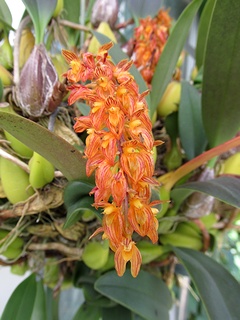Bulbophyllum_orientale02.jpg