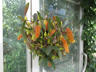 Bulbophyllum_orientale03.jpg