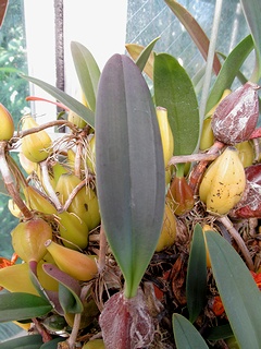 Bulbophyllum_orientale04.jpg