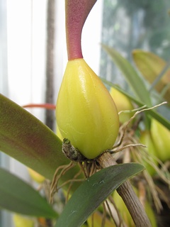 Bulbophyllum_orientale05.jpg