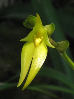Bulbophyllum_orthoglossum01.jpg