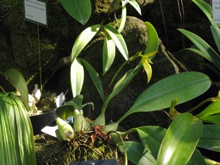 Bulbophyllum_orthoglossum02.jpg