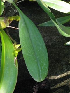 Bulbophyllum_orthoglossum03.jpg