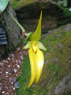 Bulbophyllum_orthoglossum04.jpg